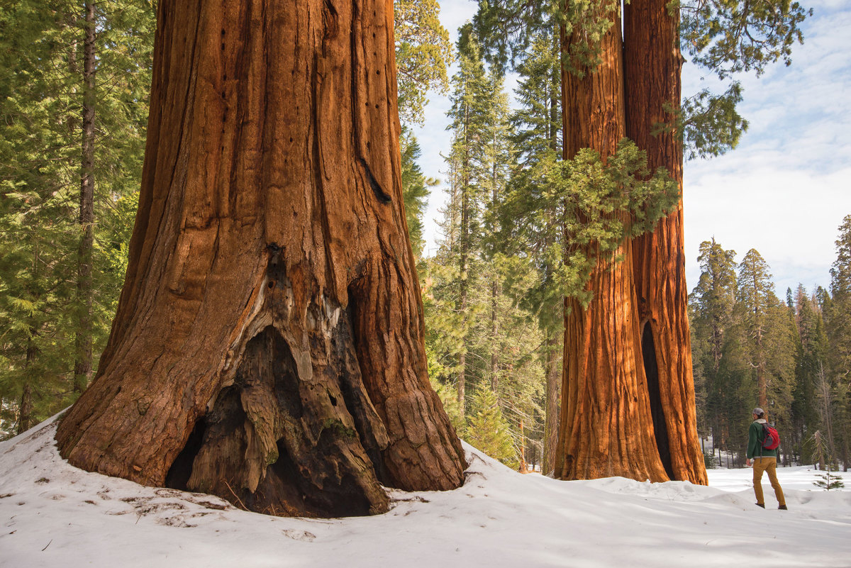 Giant Sequoia